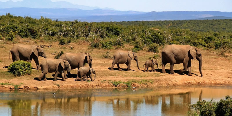 Queen Elizabeth National Park