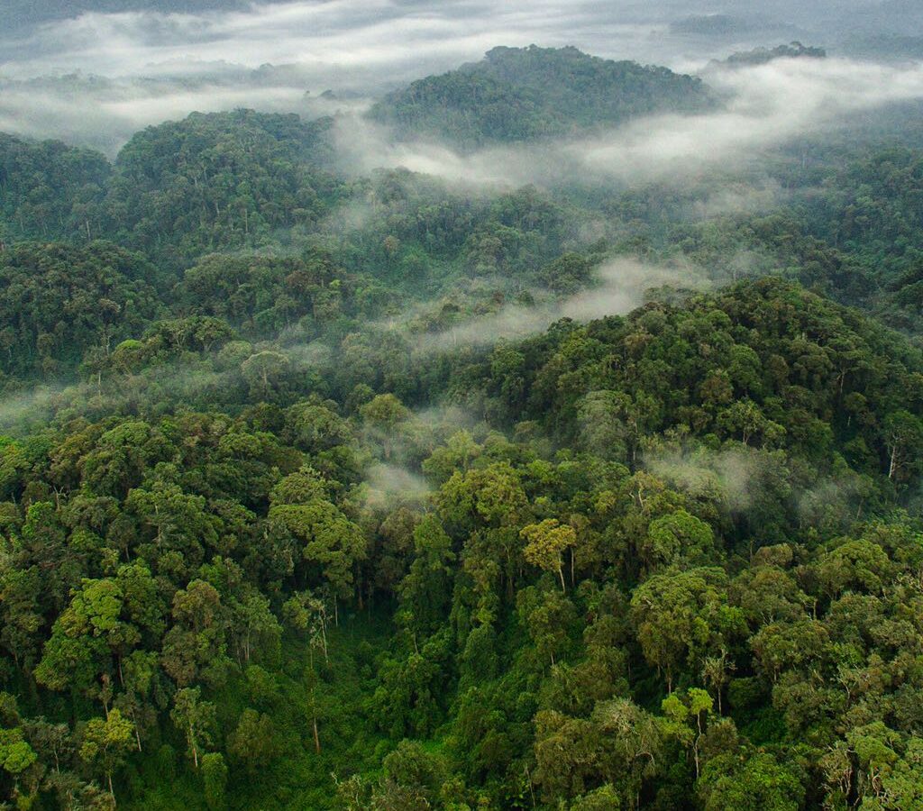 Nyungwe National Park