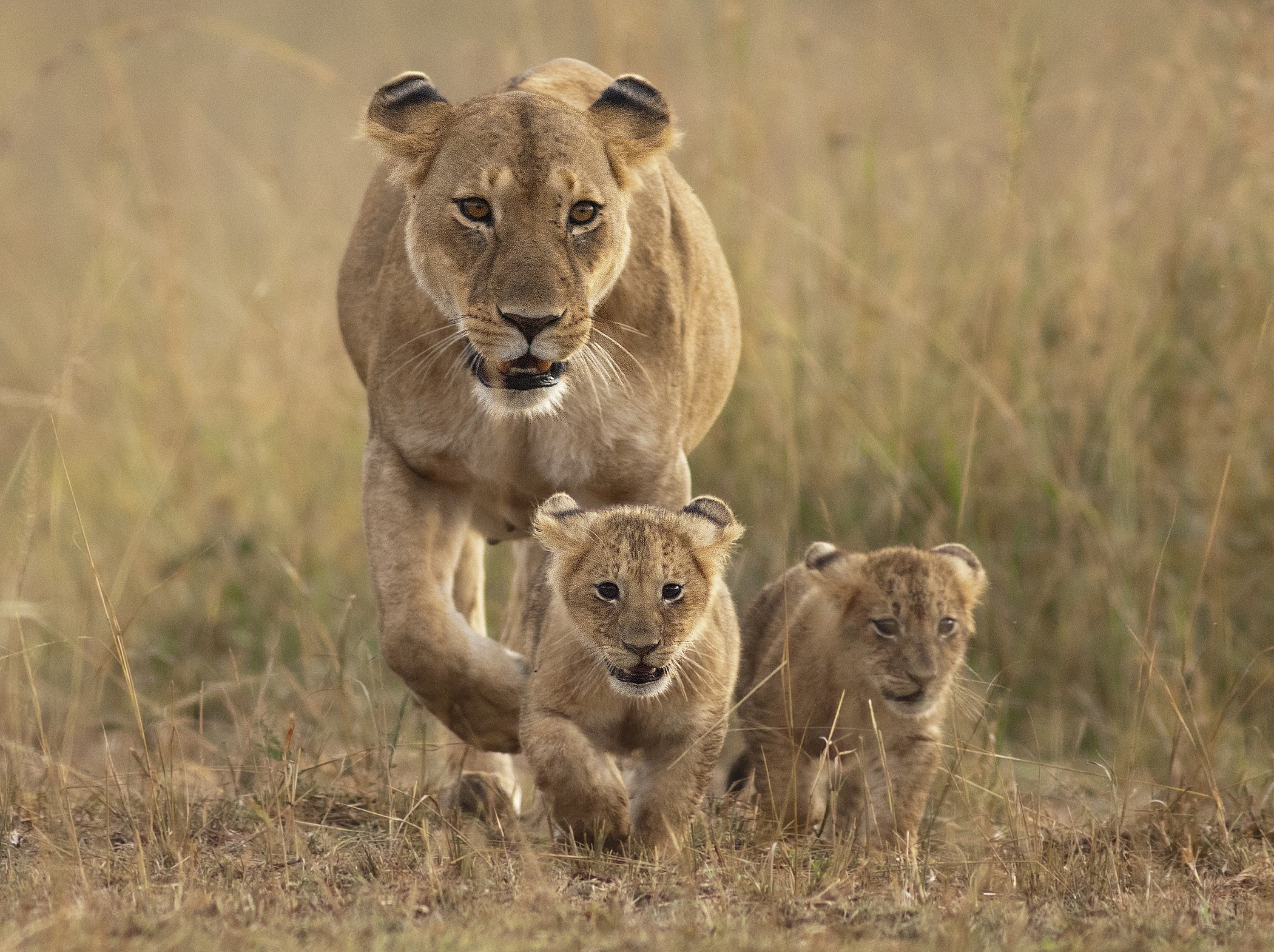 Queen Elizabeth National Park