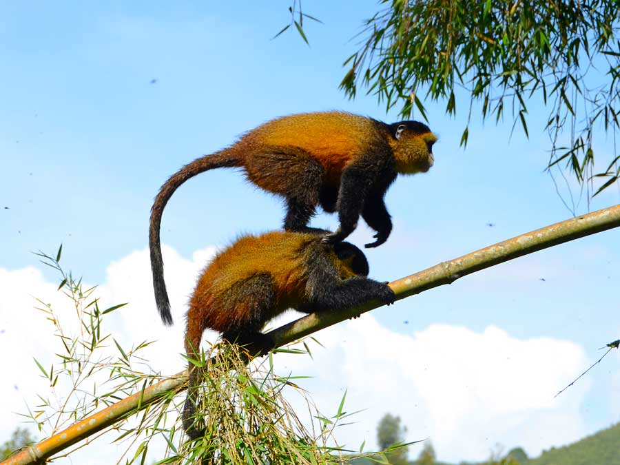 golden-monkey-trekking-rwanda