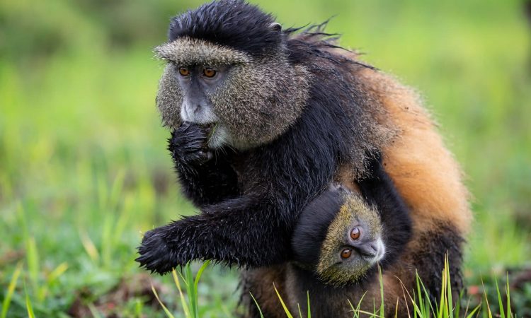 golden-monkey-trekking-rwanda