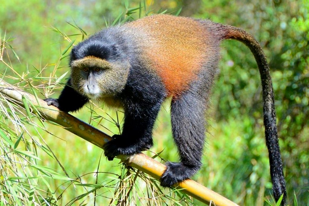 golden-monkey-trekking-rwanda