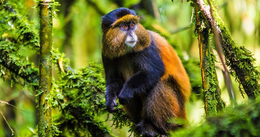 golden-monkey-trekking-rwanda