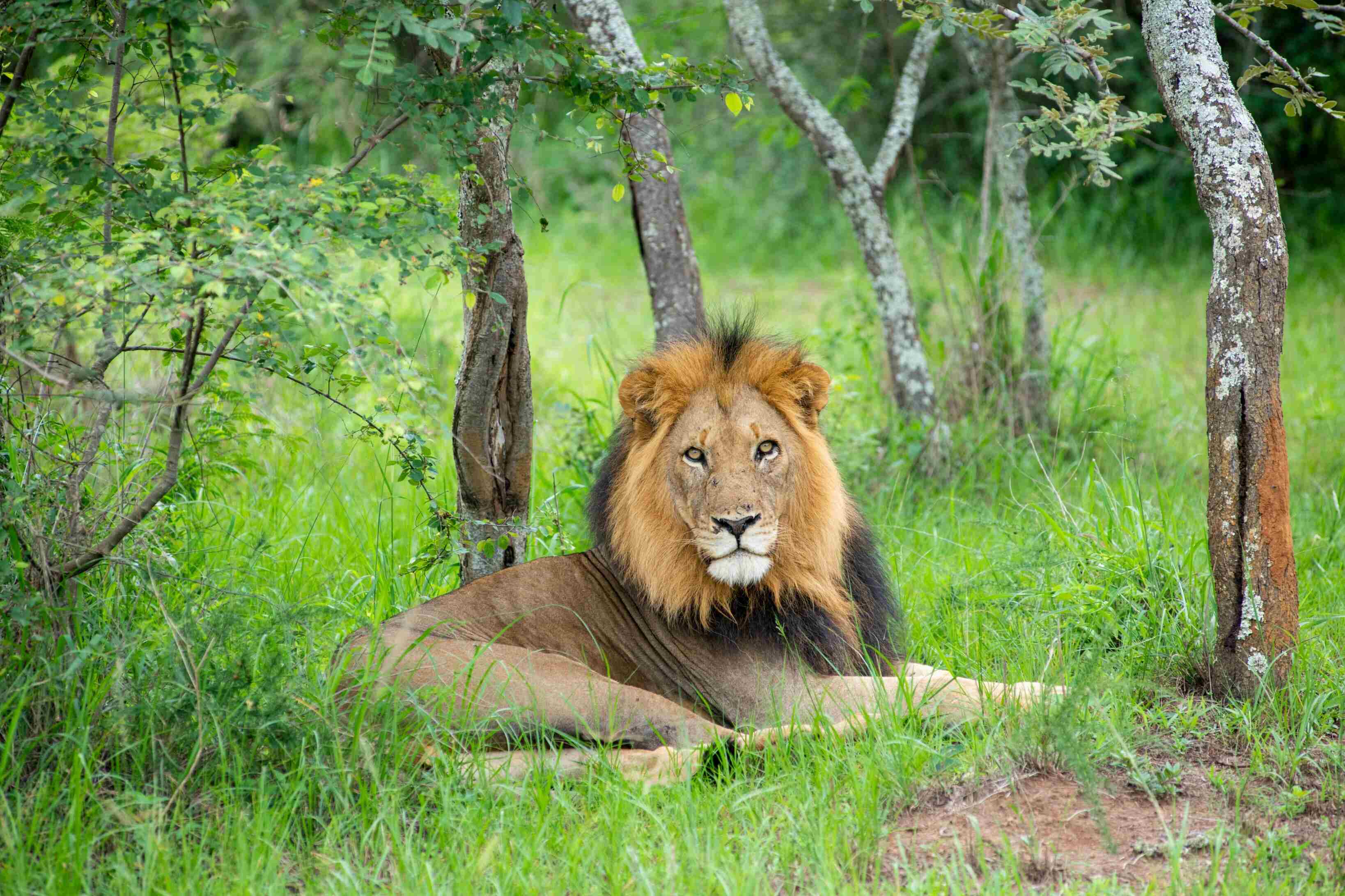 Tour