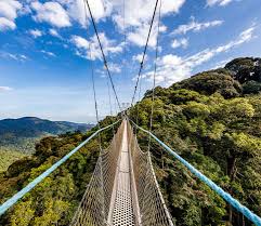 1 Day Nyungwe Zipline & Canopy Walk Adventure from Kigali | Ultimate Rainforest Experience in Rwanda