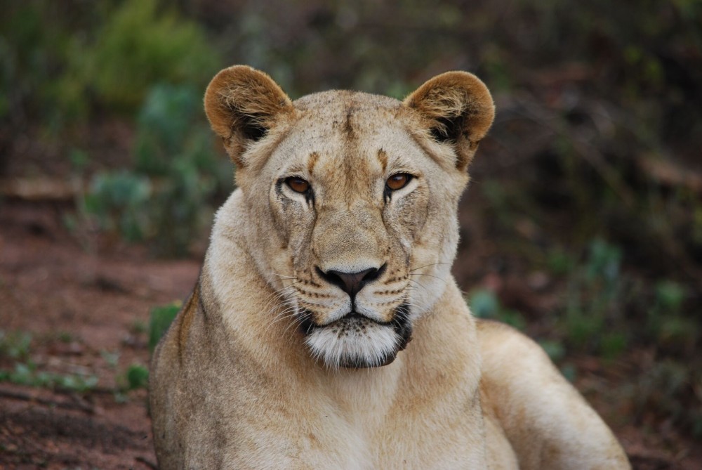 1-Day Akagera National Park Tour Big Five Safari From Kigali