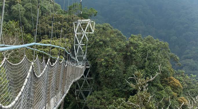 nyungwe canopy