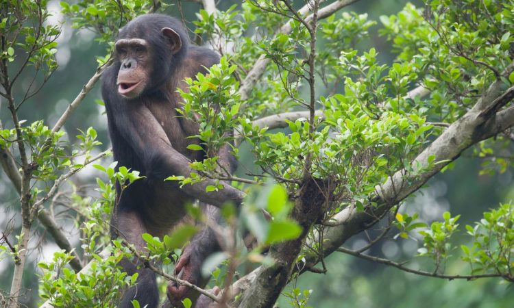 one chimpanzee on tree