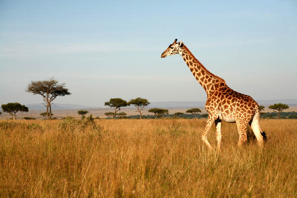 giraffe in savannah