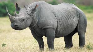 bufarhinoceros in akagera