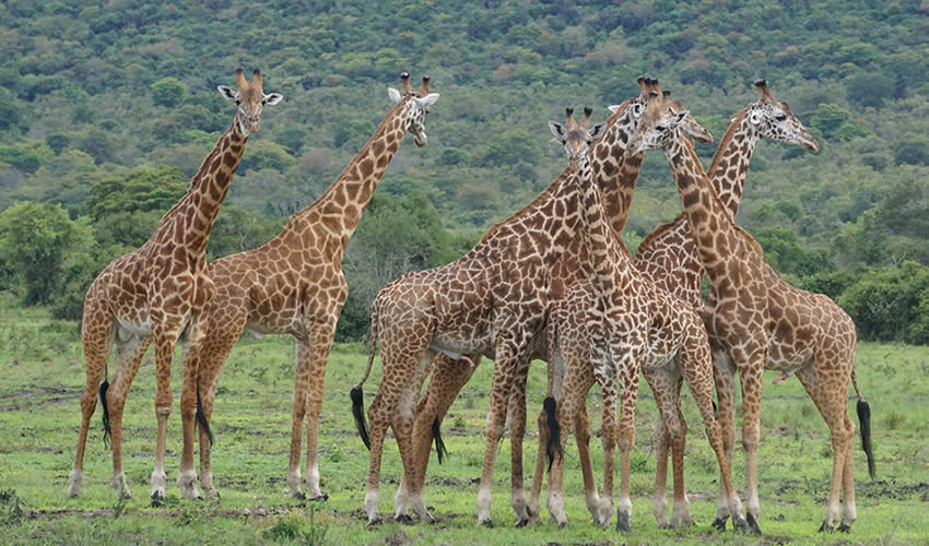 giraffes family
