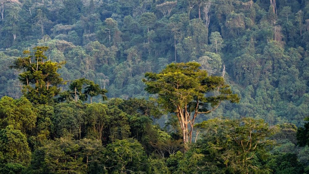 nyungwe forestly