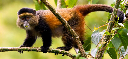 golden monkey