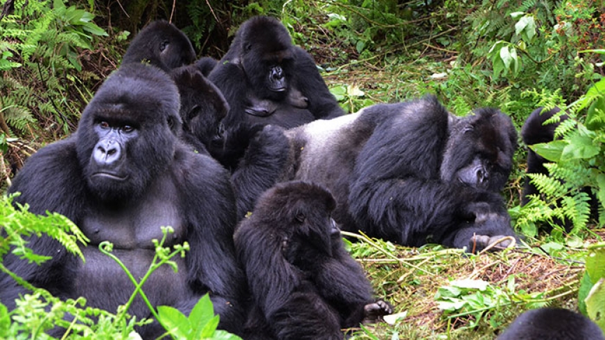 gorilla familly