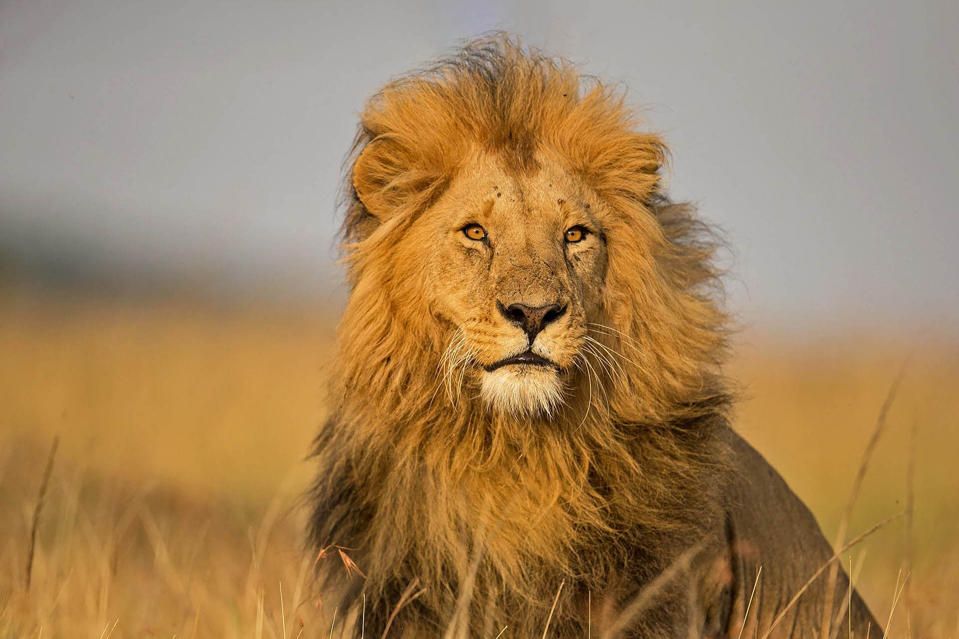 lion in savannah