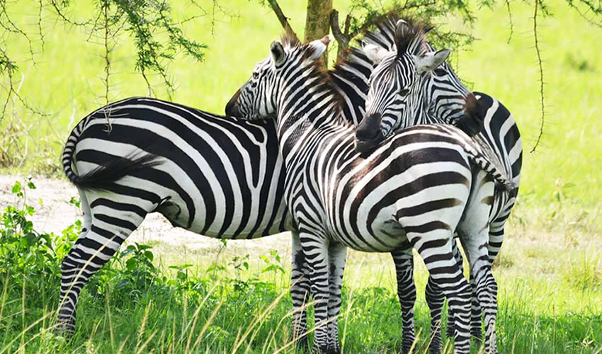 zebra image