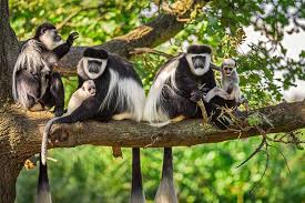 animals in nyungwe