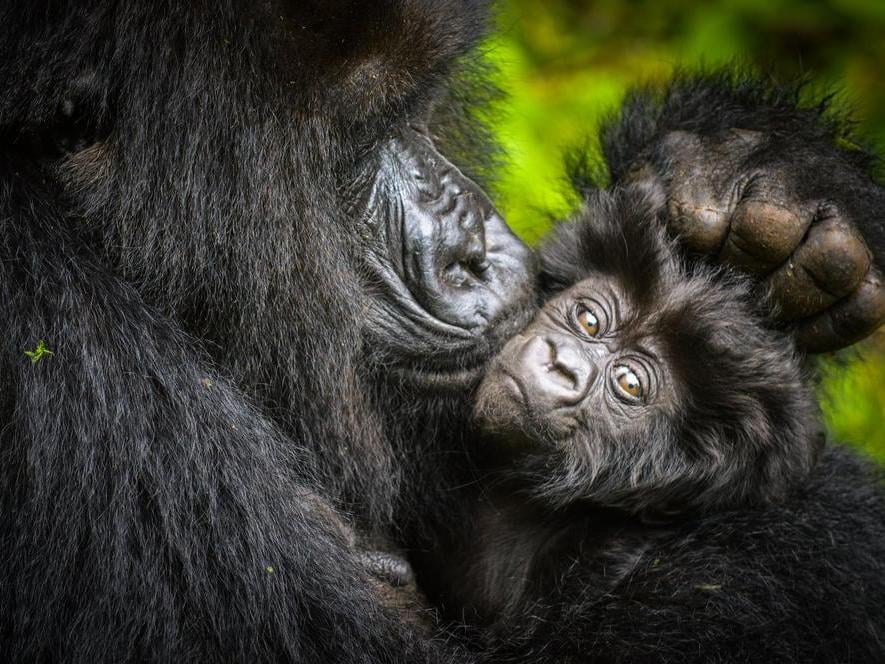 gorilla family