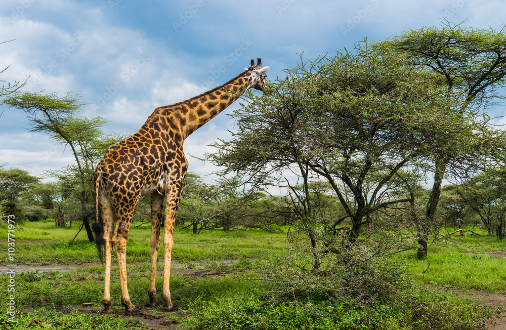 giraffe on tree