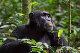chimpanzee in nyungwe national park