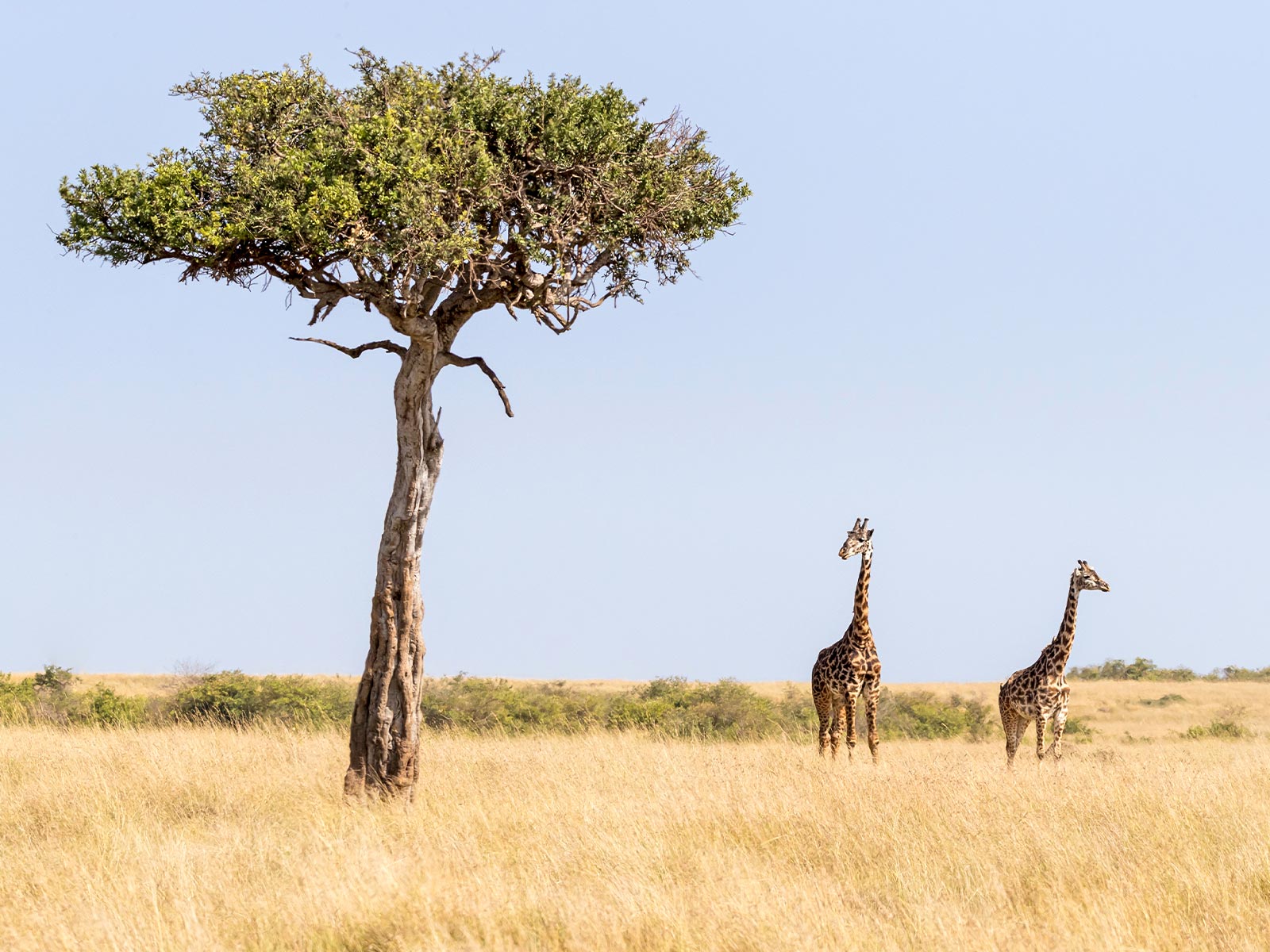 giraffe in savannah
