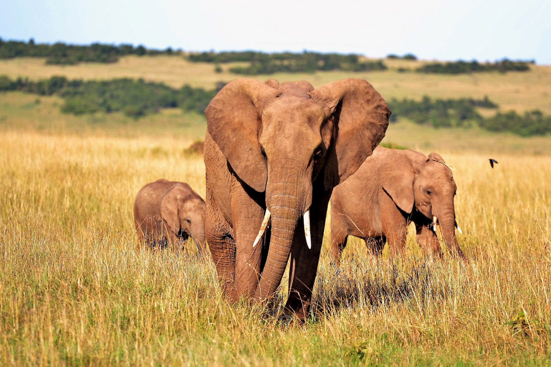 elephant family