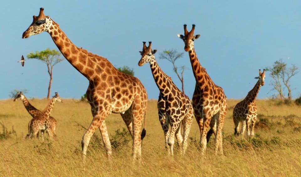 home of girafs