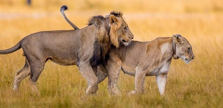 lion