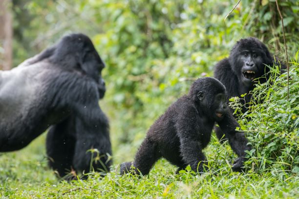 beauty gorillas in volcano national park