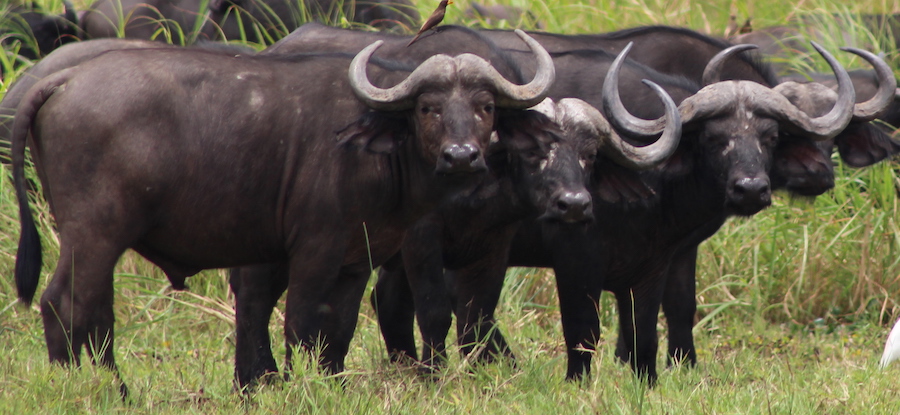 Good image of buffalo