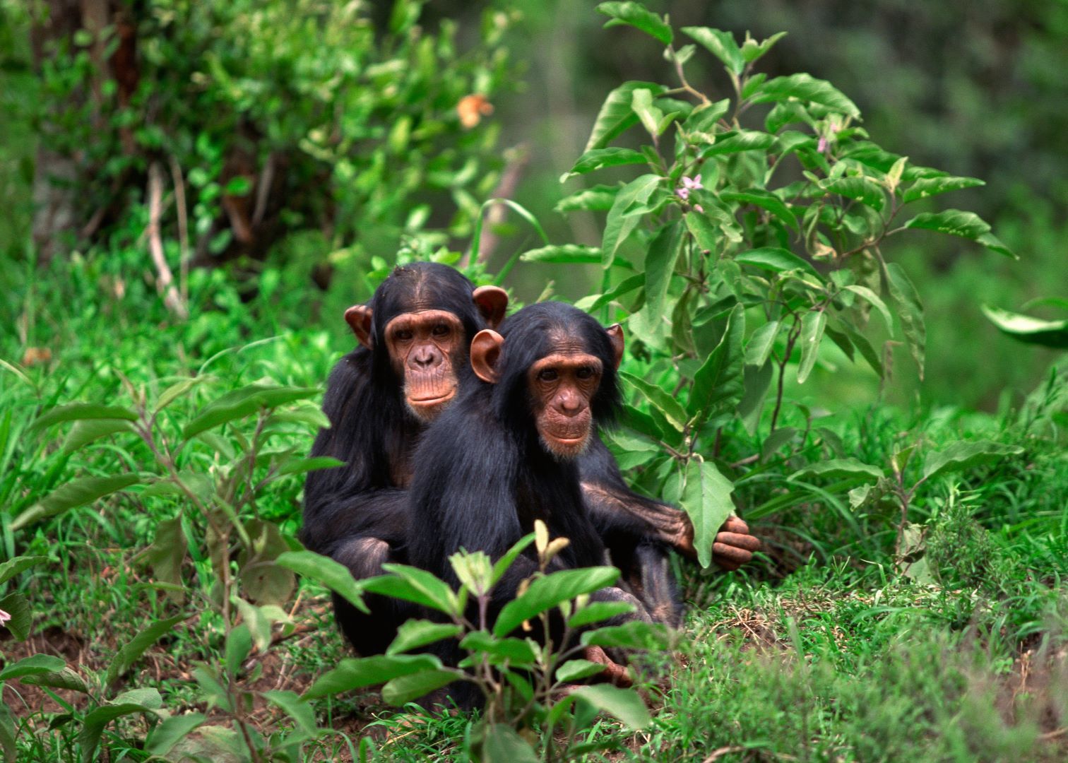 chimpanzee family