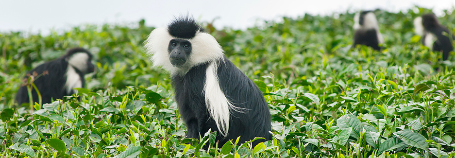 nyungwe monkey