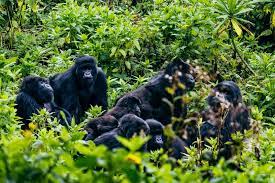 gorilla family