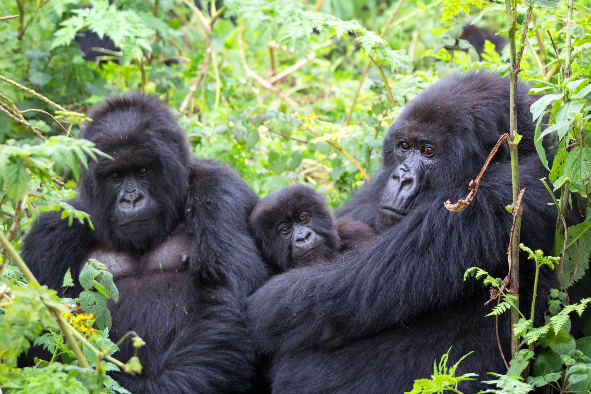 much more gorilla in volcano national park