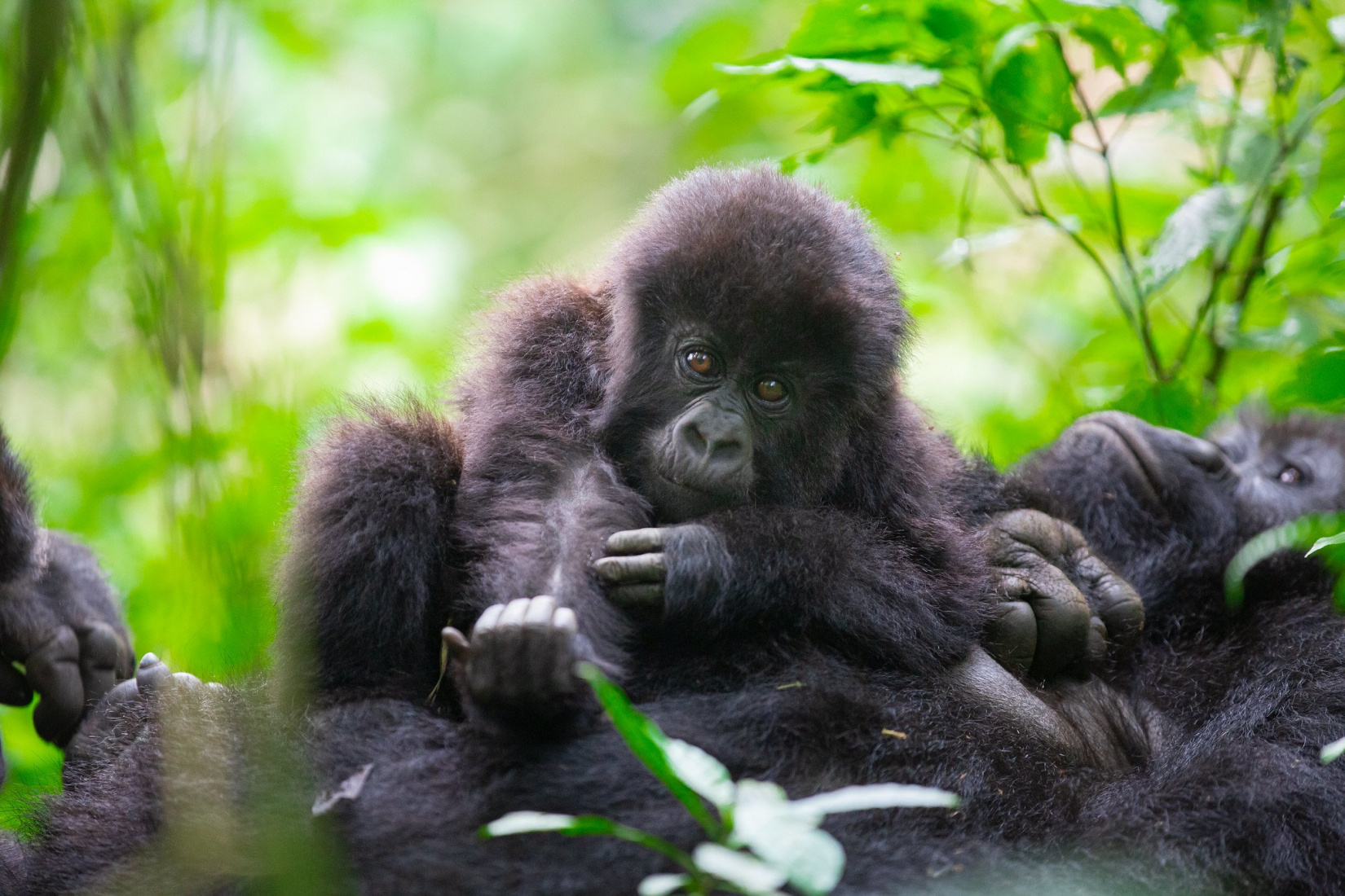 young gorilla