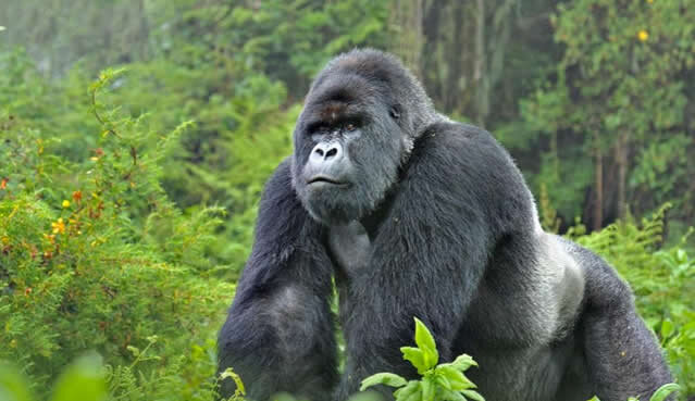 gorilla