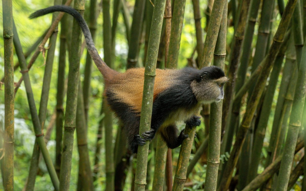 golden monkey