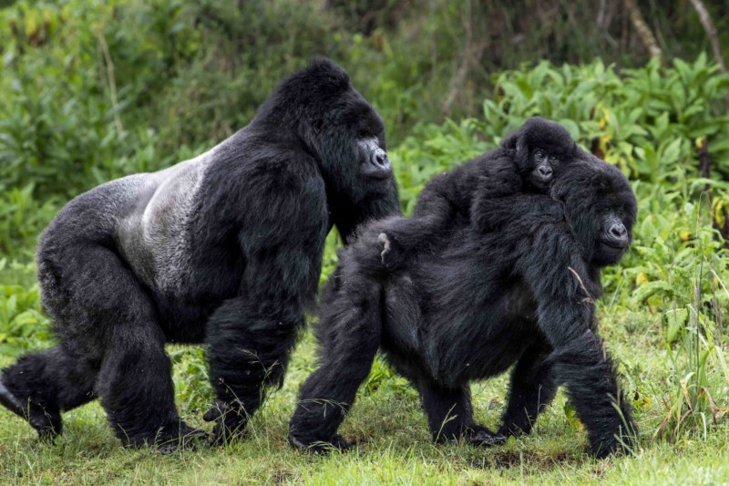 gorilla relation