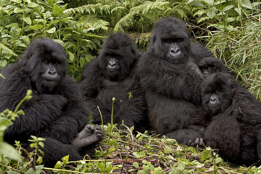 Gorilla Family in Volcanoes National Park 