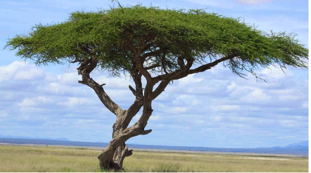 trees