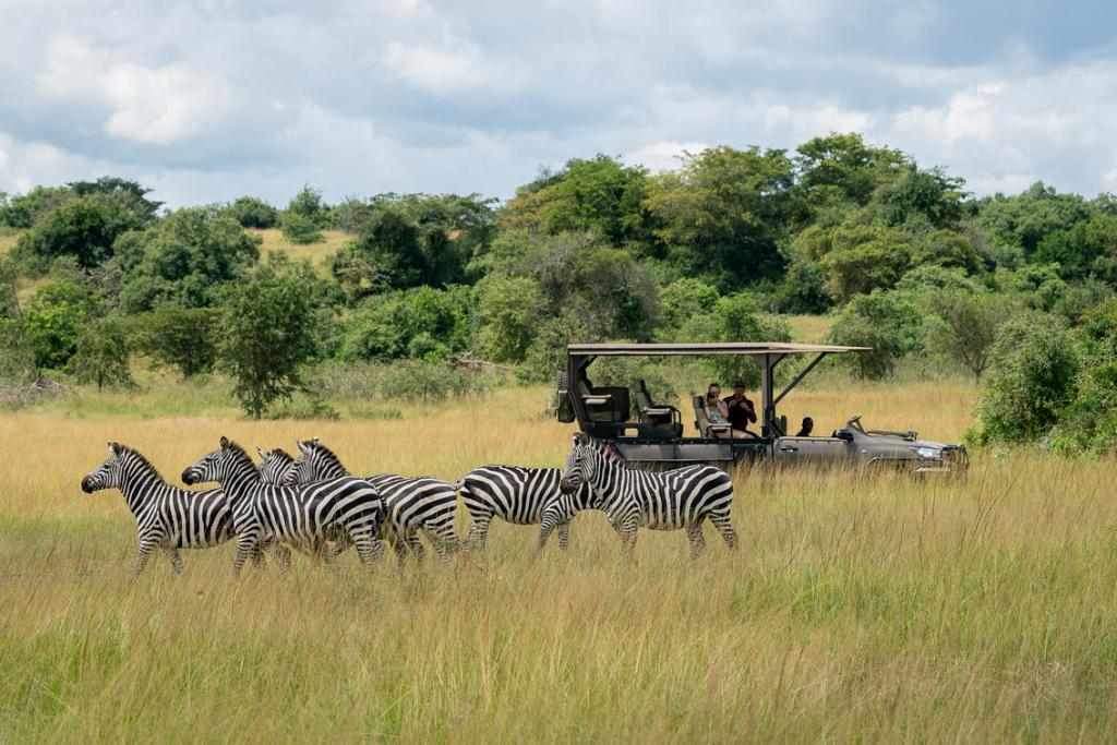 zebra family