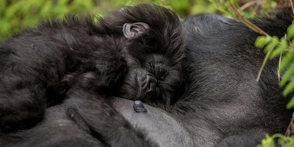 relationship of gorilla