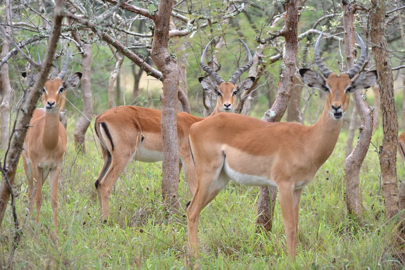 antelopes