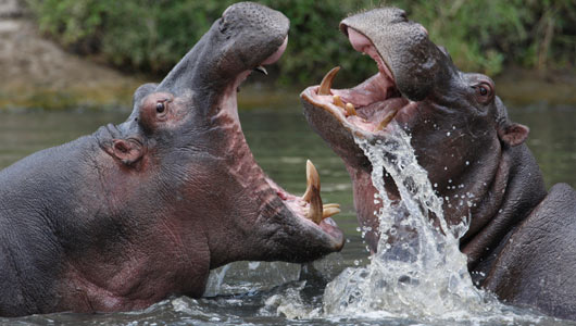 hippos in lake