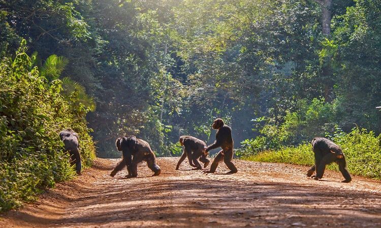 chimpanzee in nyungwe national park