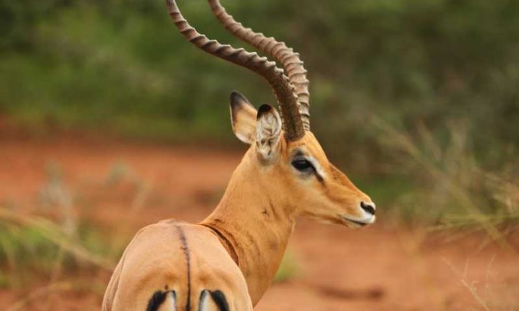 Antelope in Akagera national park