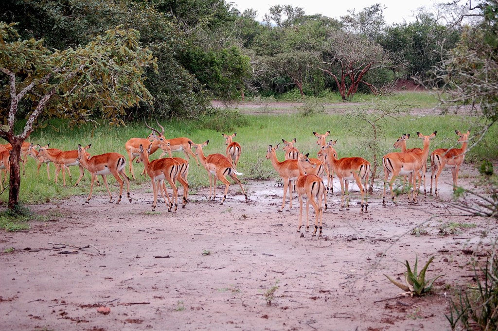 Antelope family in Akagera national park