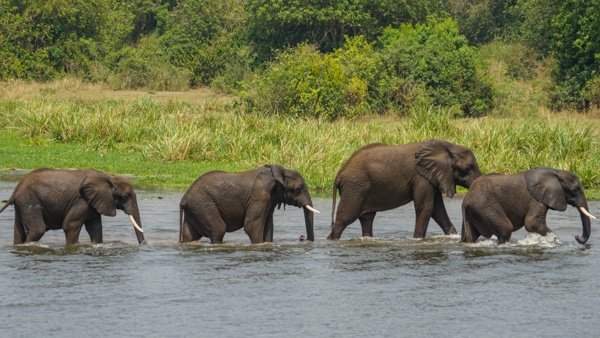 elephants in lake