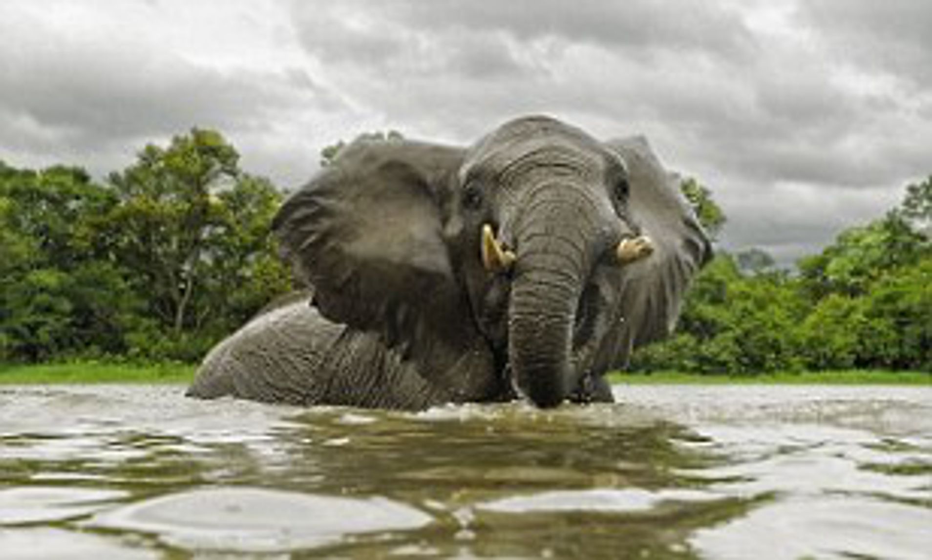 Elephant in lake