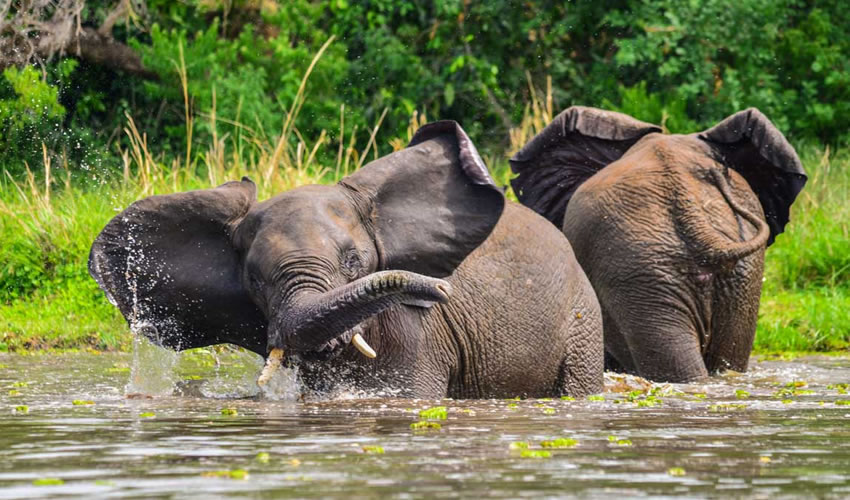 Elephants fam